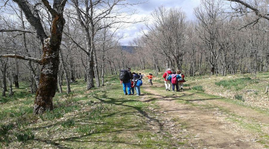 Abedular Somosierra y Dehesa Bonita