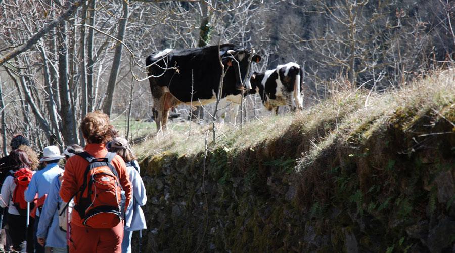 Abedular de Somosierra