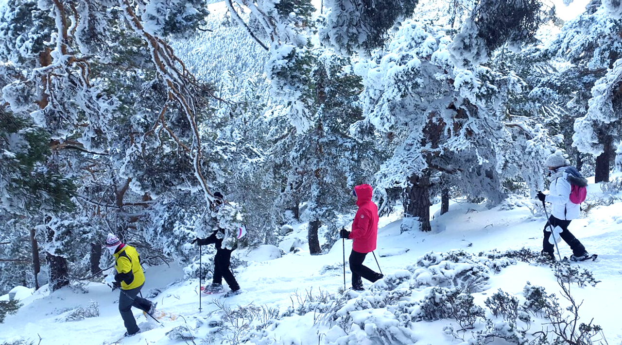 Raquetas de Nieve en Madrid (Navacerrada)