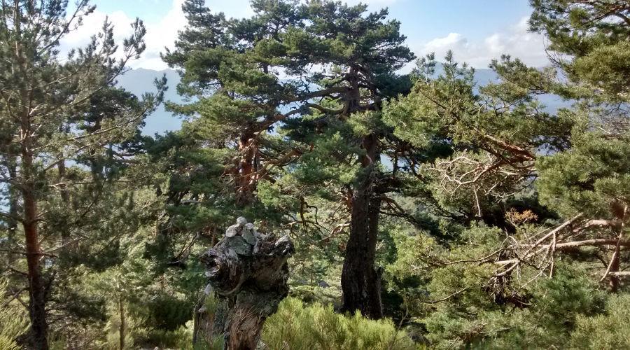 Montes y Historia de Valsaín: Moño de la Tía Andrea