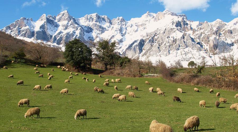 Mounts of Picos de Europa